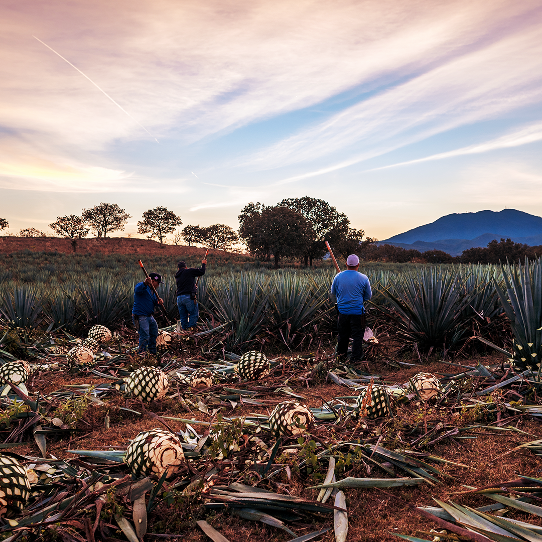 CAMPOS-AGAVE-DESTILERIA-CASA-DE-PIEDRA-CULTIVOS-ECOLOGICOS-TEQUILANA-WEBER