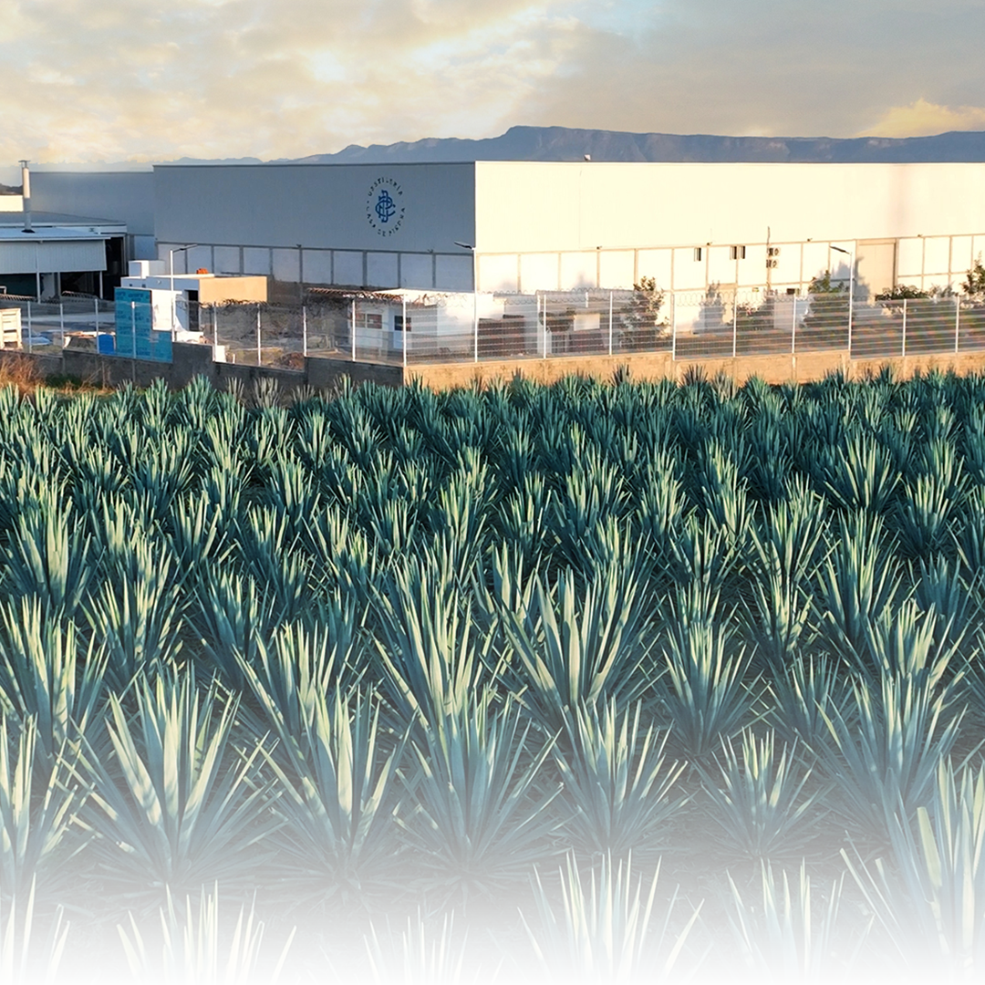 NUESTRA-TIERRAS-DESTILERIA-CASA-DE-PIEDRA-CULTIVO-AGAVE-TEQUILANA-WEBER-ORGANICO