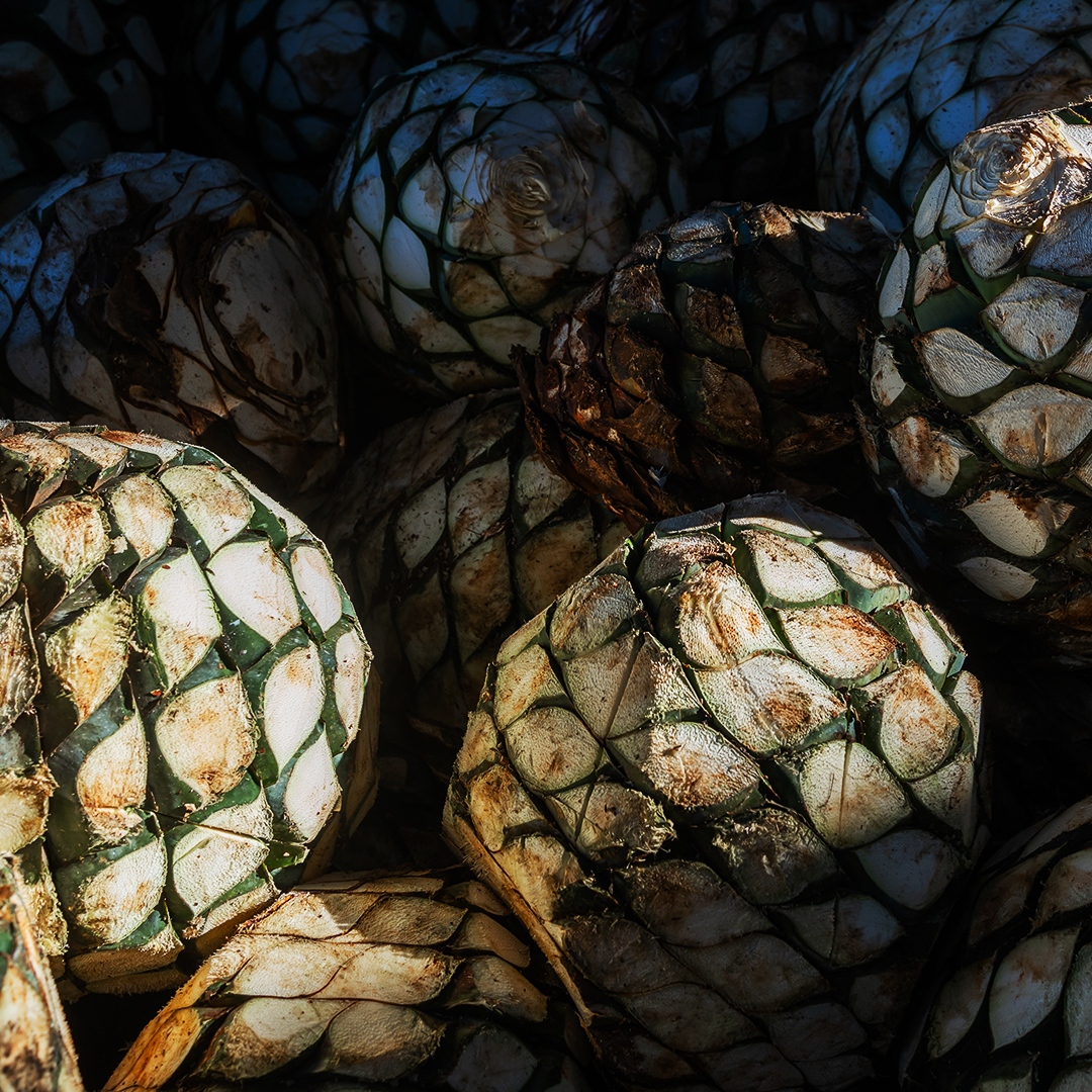 PINAS-DE-AGAVE-TEQUILAN-WEBER-CASA-DE-PIEDRA-DESTILERIA-PREMIUM-JALISCO-FABRICA-TEQUILA